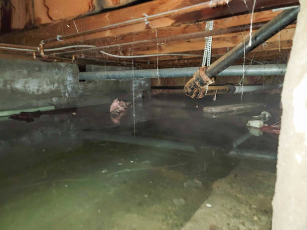 Best Sewage cleanup and water damage restoration  in Marble Hill, MO